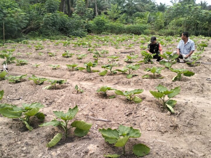 Sukseskan Swasembada Pangan, Babinsa Koramil 06/MB Dampingi Petani Terong Desa Pare Pare Tengah