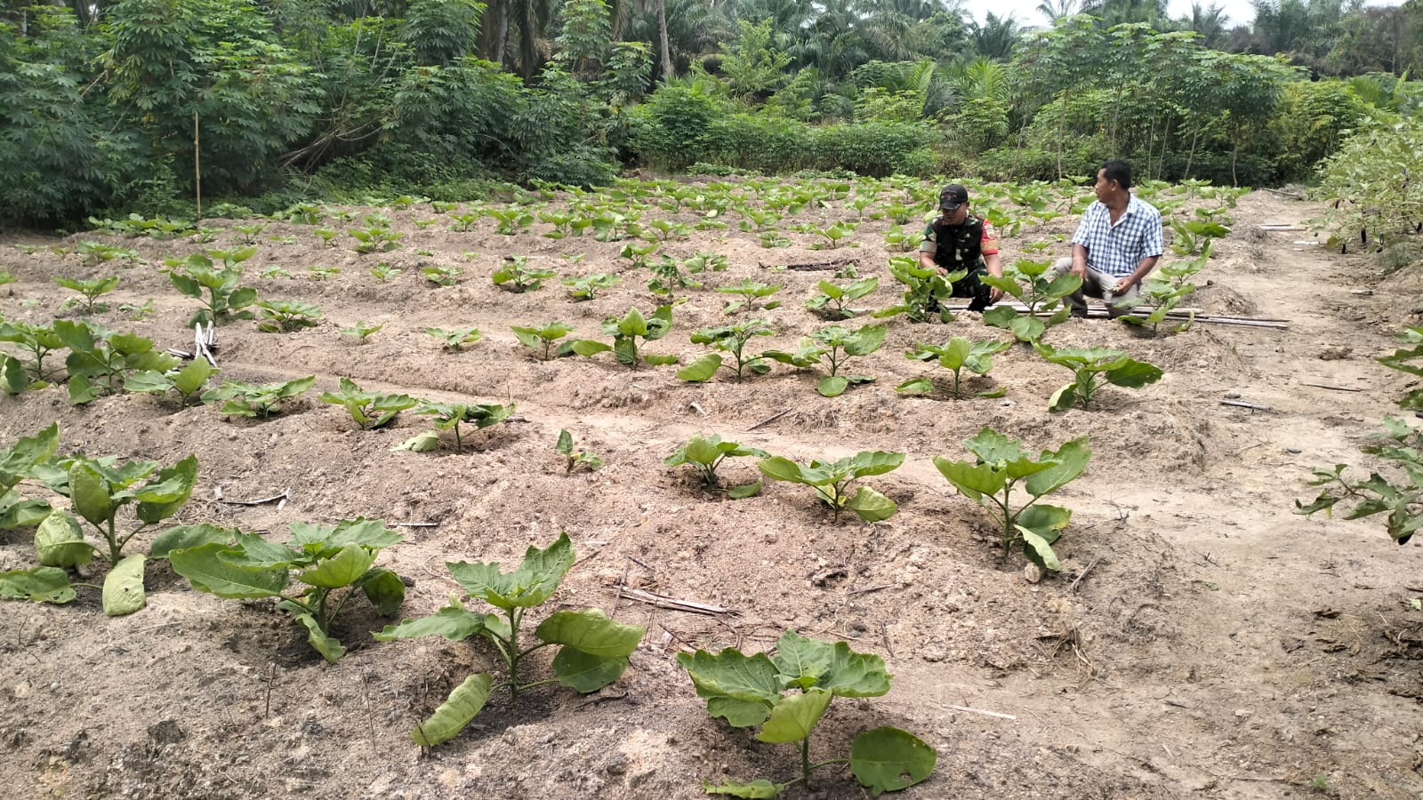 Sukseskan Swasembada Pangan, Babinsa Koramil 06/MB Dampingi Petani Terong Desa Pare Pare Tengah