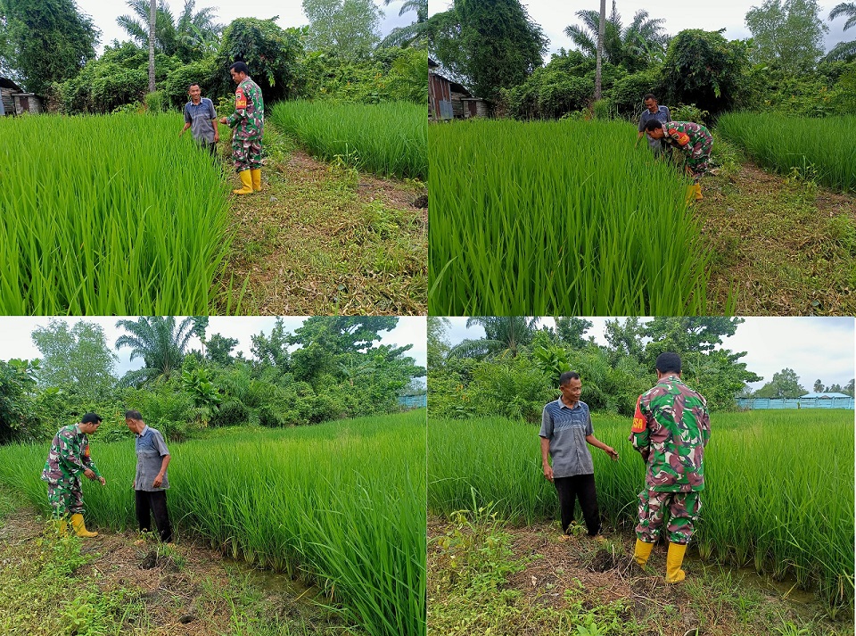 Babinsa Koramil 04/L Bilik Mendampingi Petani Merawat Padi Jenis Ir Gapoktan Maduma