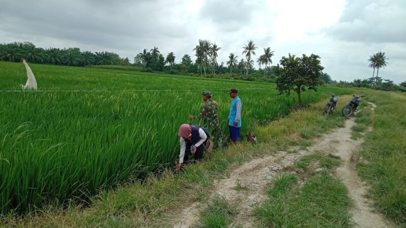 Personil Koramil 04/LB Dampingi Petani Dalam Meningkatkan Produksi Padi terkait Ketahanan Pangan