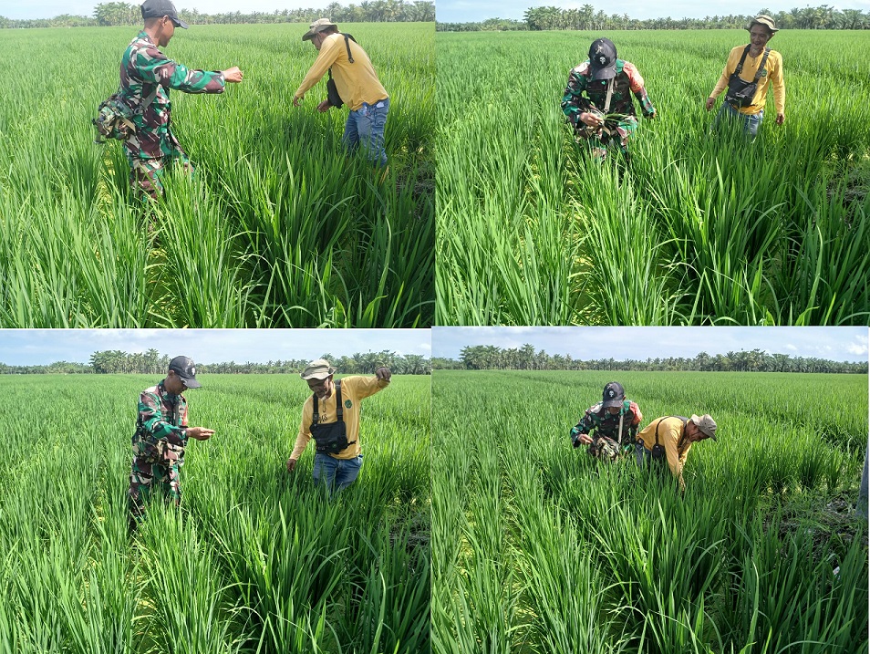 Babinsa Desa Teluk Piai Sertu Sri Sugianto Dampingi Petani Merawat padi