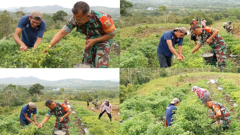 Babinsa Koramil 07/Salak Bantu Petani Panen Cabai Rawit di Desa Ulu Merah