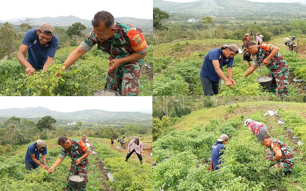 Babinsa Koramil 07/Salak Bantu Petani Panen Cabai Rawit di Desa Ulu Merah