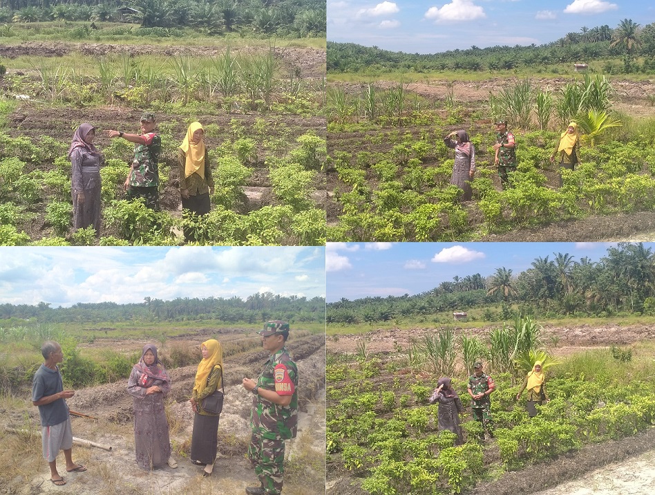 Babinsa Koramil 11/KP beserta PJ. Kepala Desa Mandalasena Tinjau Lahan Ketahanan Pangan