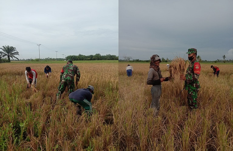Sukseskan Ketahanan Pangan Babinsa Koramil 04/L.Bilik Pelda Leo Budiman Panen Padi IR 32