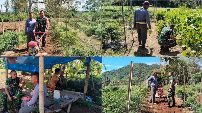 Babinsa Koramil 04/Tigalingga Dampingi Petani Desa Tambahan Hadapi Tantangan Pertanian