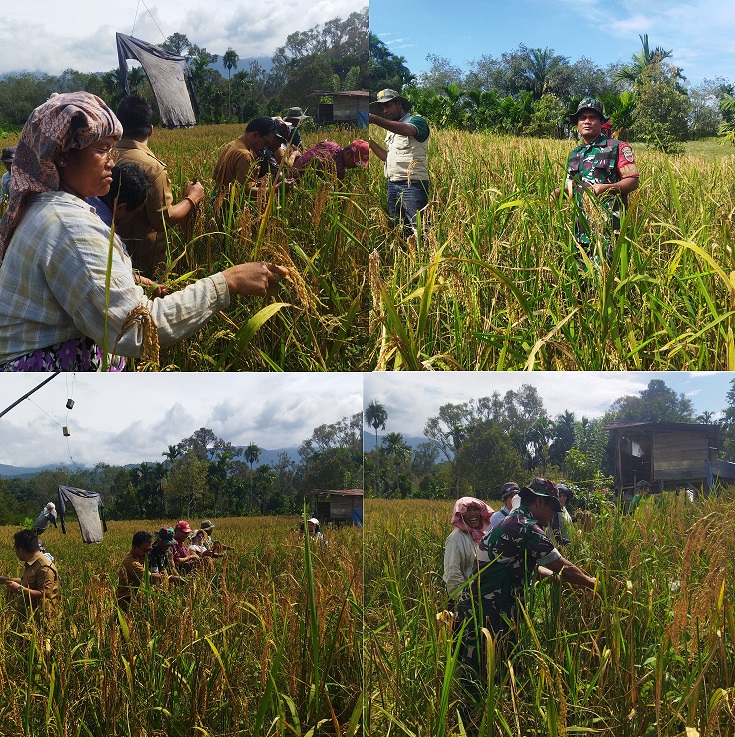 Panen Perdana Padi Gogo, Babinsa Koramil 04/Tigalingga Dampingi Petani Desa Sumbul Tengah