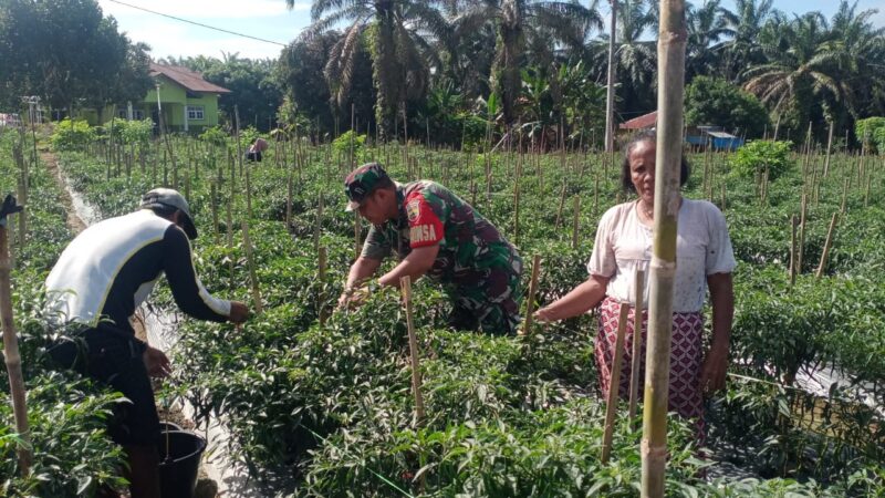 Babinsa Koramil 13/AN Dampingi Petani Panen Cabai, Wujudkan Ketahanan Pangan Wilayah