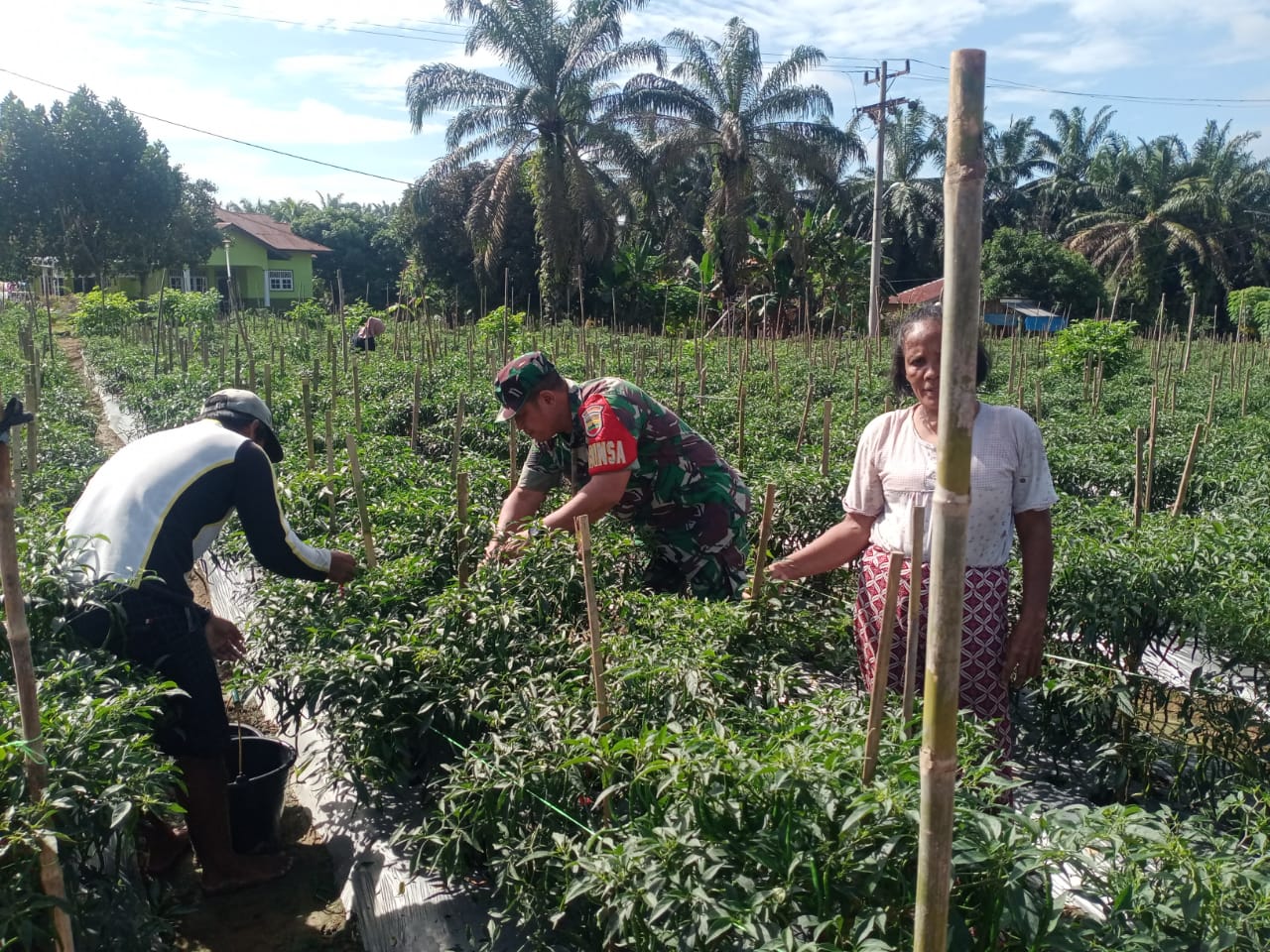 Babinsa Koramil 13/AN Dampingi Petani Panen Cabai, Wujudkan Ketahanan Pangan Wilayah