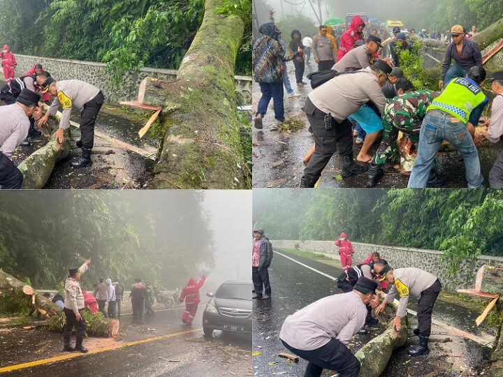 Polres Tanah Karo Gerak Cepat Atasi Pohon Tumbang di Jalan Berastagi-Medan