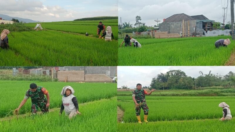 Wujudkan Swasembada Pangan, Babinsa Koramil 02/Sidikalang Bantu Petani Berantas Gulma di Lahan Padi