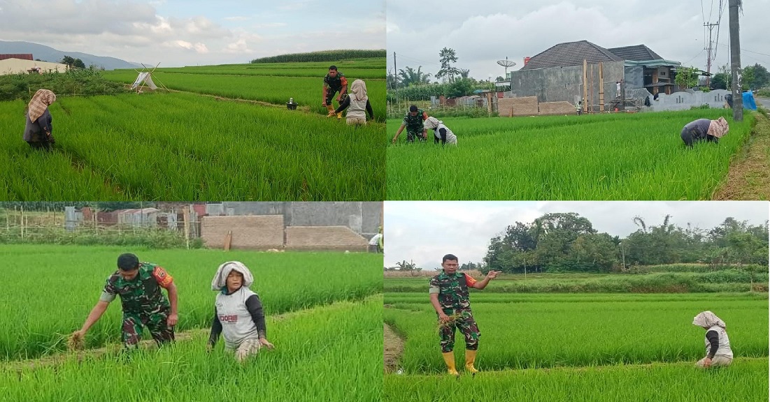 Wujudkan Swasembada Pangan, Babinsa Koramil 02/Sidikalang Bantu Petani Berantas Gulma di Lahan Padi