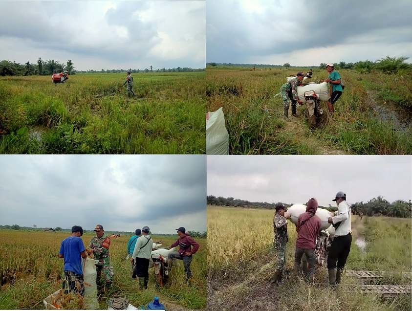 Babinsa Koramil 04/LB Dampingi Ketahanan Pangan Petani Dalam Panen Padi Jenis lR-32