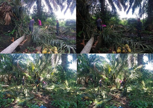 Babinsa Koramil 12/ LP Bantu Warga Tebang Pohon Kelapa Di Ujung Lombang