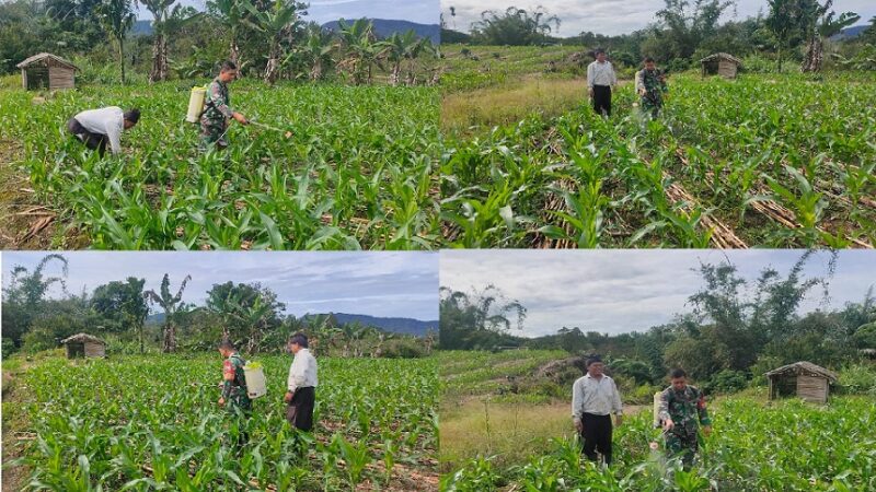 Babinsa Koramil 02/Sidikalang Bantu Petani Basmi Gulma di Lahan Jagung Desa Sitinjo II