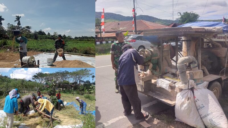 Babinsa Koramil 07/Salak Bantu Petani Panen dan Jemur Gabah di Pakpak Bharat