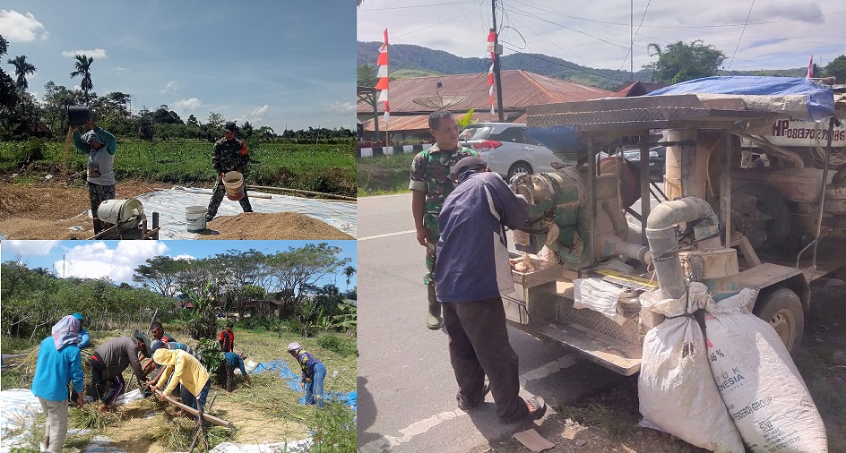 Babinsa Koramil 07/Salak Bantu Petani Panen dan Jemur Gabah di Pakpak Bharat