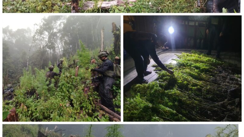 TNI Berhasil Temukan Dan Bongkar Lahan Ganja di Pedalaman Papua