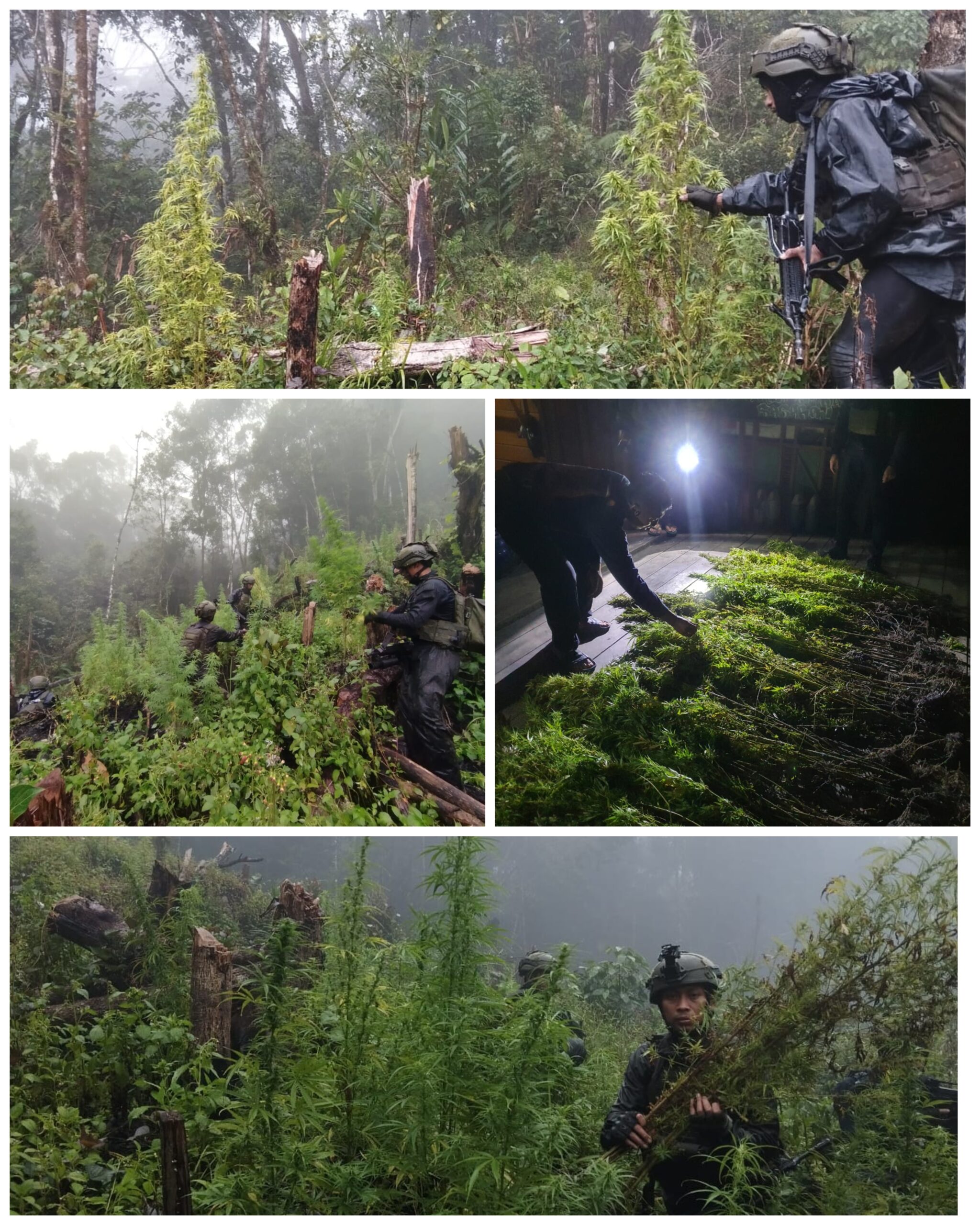 TNI Berhasil Temukan Dan Bongkar Lahan Ganja di Pedalaman Papua
