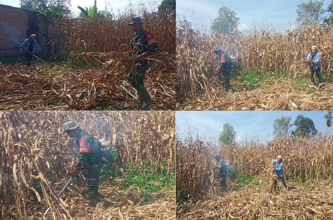 Babinsa Koramil 02/Sidikalang Bantu Petani Bersihkan Lahan dan Kenalkan Metode Tanam Jagung TOT