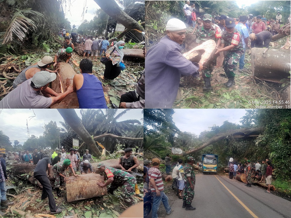 Gerak Cepat Babinsa Kodim 0212/Tapsel Evakuasi Pohon Tumbang Yang Menutup Akses jalan Raya