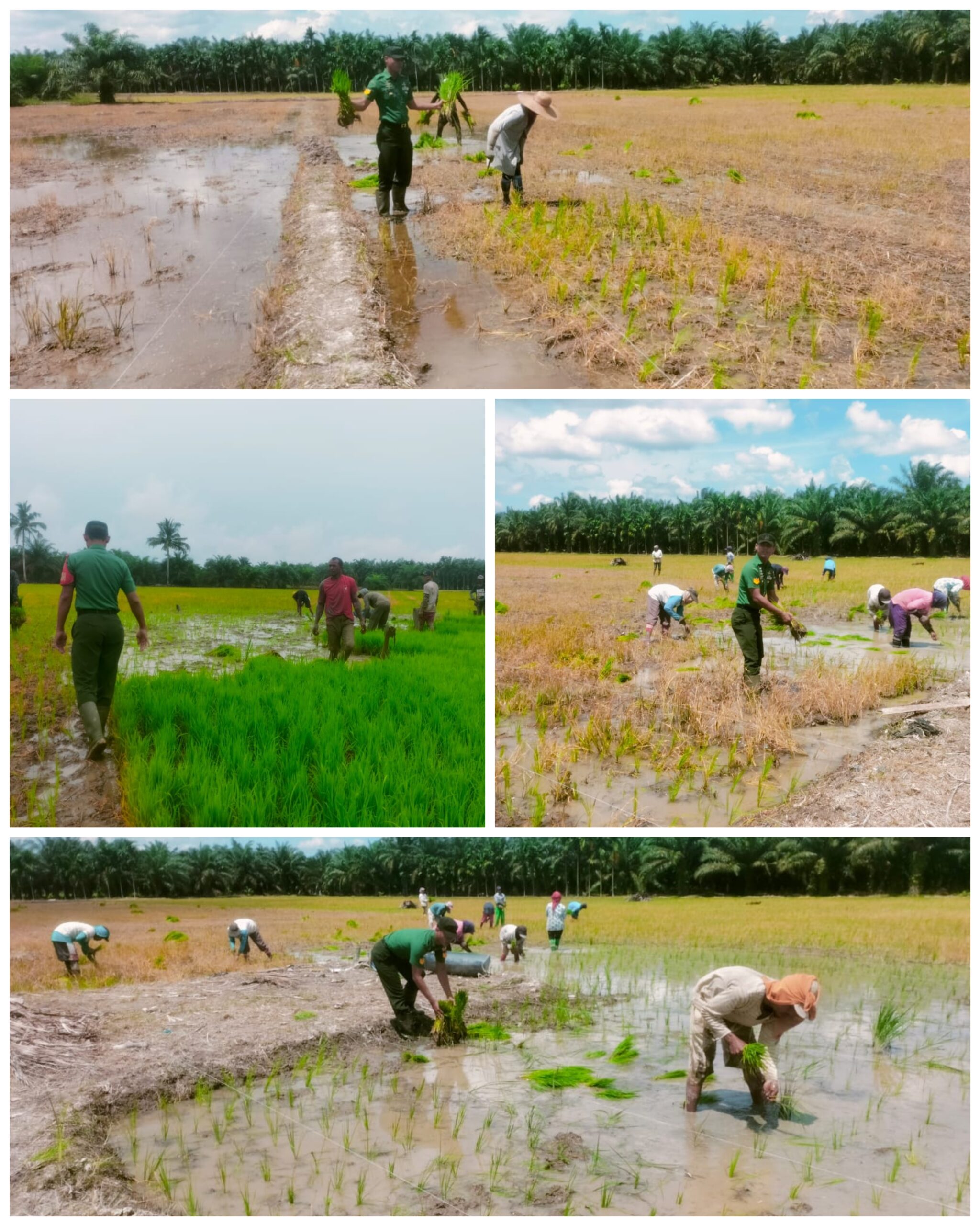Babinsa Koramil 09/NL Bantu Petani Tanam Padi Balik Damen
