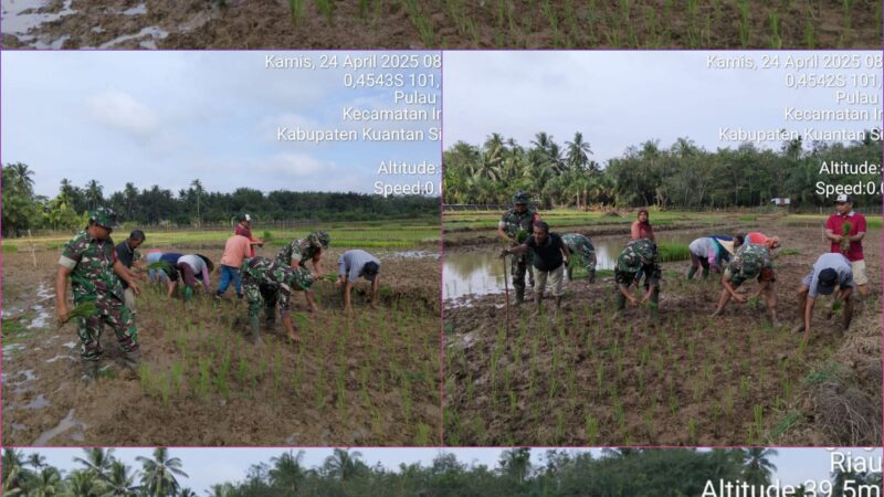 Koramil 06/Cerenti Kodim 0302/Inhu Laksanakan Kegiatan Gerakan Percepatan Tanam Padi Serentak