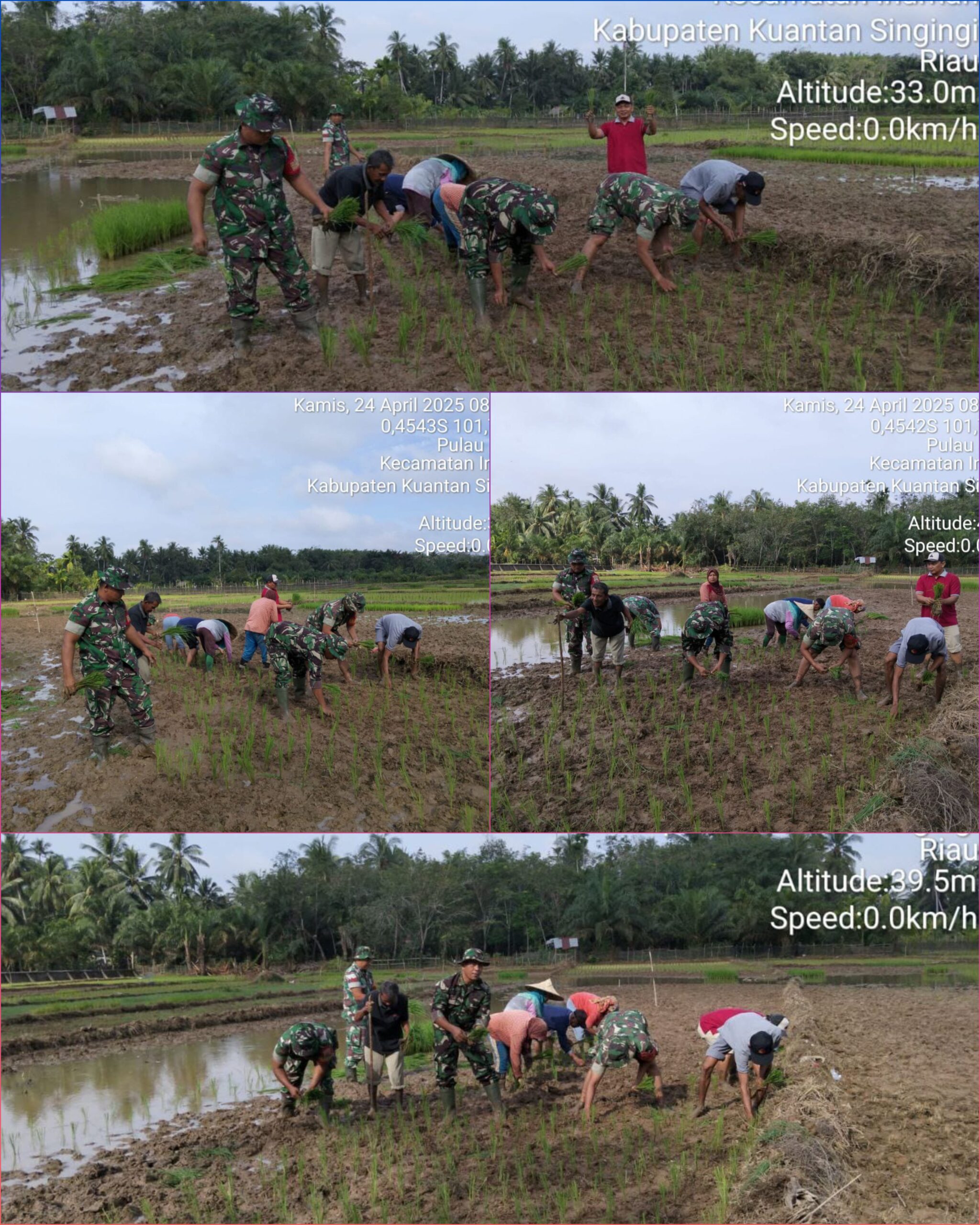 Koramil 06/Cerenti Kodim 0302/Inhu Laksanakan Kegiatan Gerakan Percepatan Tanam Padi Serentak