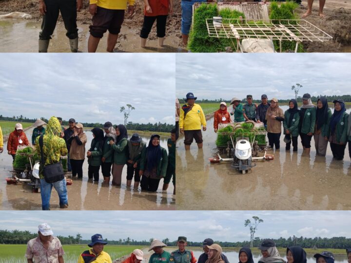 Tanam Padi IR 32, Babinsa Koramil 02/TL Turun ke Sawah Bersama Petani